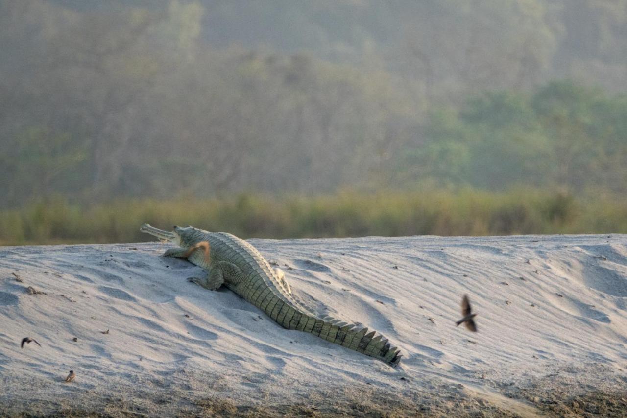 Tiger Tops Karnali Lodge Bardiya Exterior foto